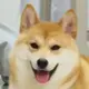呆梦