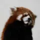mojinxi
