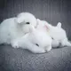 mqy9696