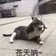闲鱼很咸