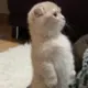奥特曼