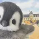 啊时