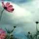 妖怪铁粉