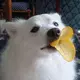 让我摸摸尾巴