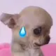 luolup
