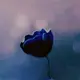 damogui_avatar