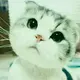 wjshsv