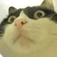 fobahz