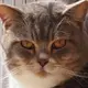会说话的靴猫