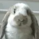 wmtimes 的头像