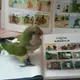 parrotqiqi