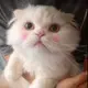 大老虎