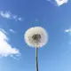 小鱼干
