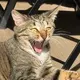 datneko