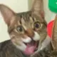 yyyyds