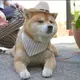 宛君