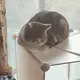 rentsc