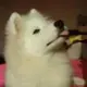 西城杨柳弄春柔的头像