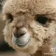 KIRASMD