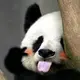 憨憨