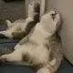zap