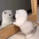 maomaotu的头像