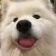 利多