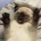 栗子
