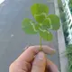 大炮