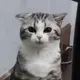 噶士大夫士大