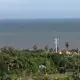 野草