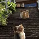 姚