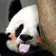 alan
