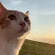 jun