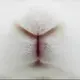 小母狼Ava的头像