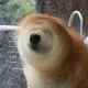 初心的头像
