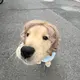 嬴政