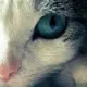 小白