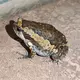 七筒