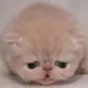 ffeng