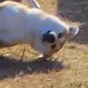 游魂