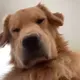 帝辛
