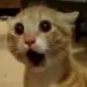哈哈哈哈哈哈哈
