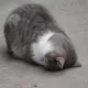 1526