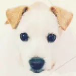 作者皮皮的头像