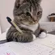 xiaojun