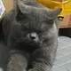 猫了个咪