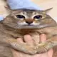 咕咕奶油派