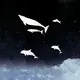 EFWDSF