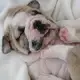 dora的头像